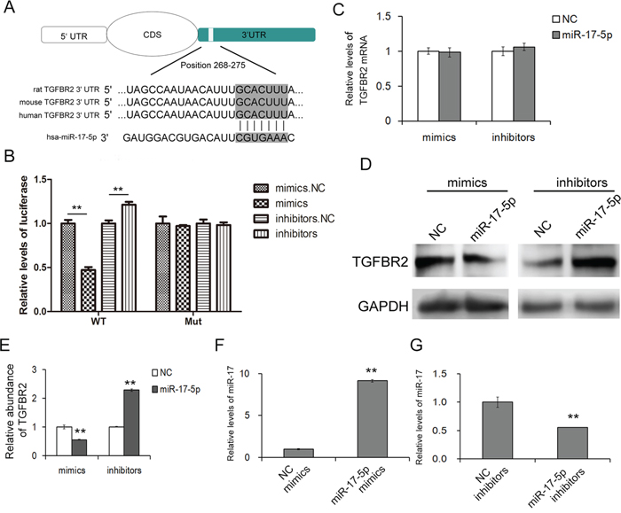 MiR-17-5p regulates TGFBR2 expression in gastric cancer cells.