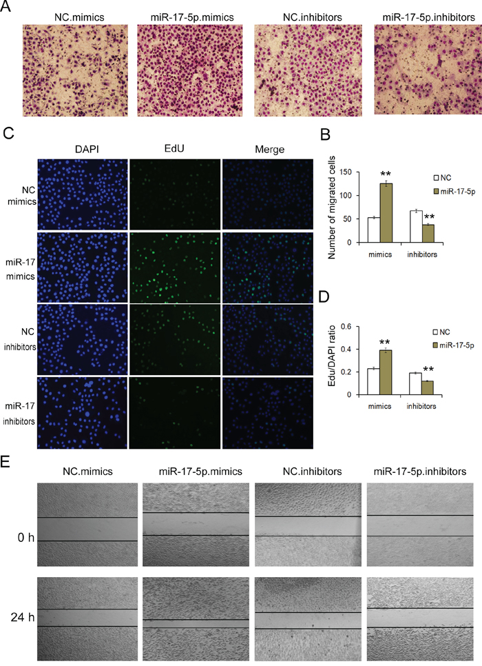MiR-17-5p regulates the proliferation and migration of GC cells.