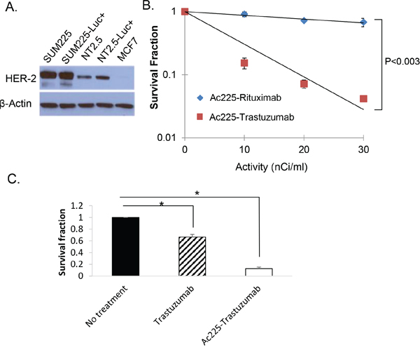 Colony formation assay with 225Ac-trastuzumab and 225Ac-rituximab.