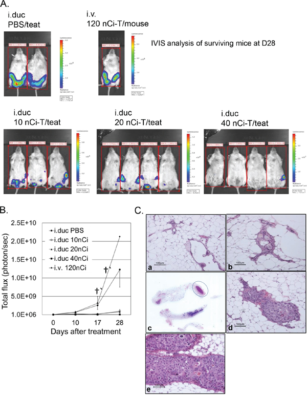 Effects of radioimmunotherapy on intraductal DCIS xenograft model.