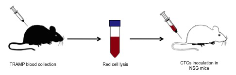 Schematic view of TRAMP CTCs isolation and xenograft.