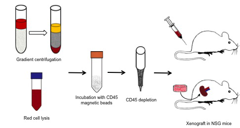 Blood from prostate cancer patients was either placed atop of a Ficoll-Paque PLUS gradient column or subject to red cell lysis; then the nucleated cells were incubated with CD45 magnetic beads and hematopoietic CD45-expressing cells removed from the mixture.