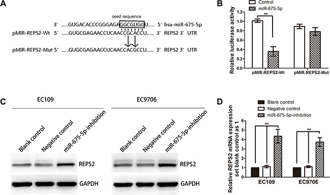REPS2 was a direct downstream target of miR-675-5p.