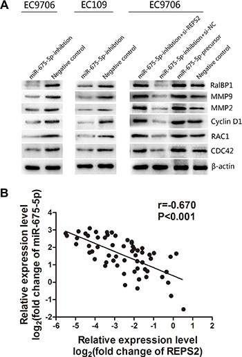miR-675-5p mediated the promotion of the RalBP1/RAC1/CDC42 signaling pathway by regulating REPS2 and inversely correlated with the expression of REPS2.