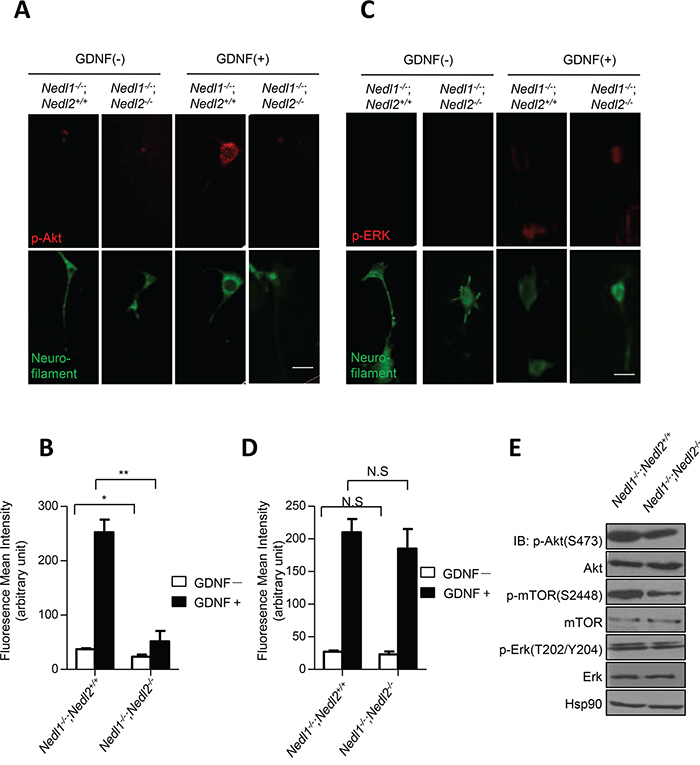 Suppression of GDNF/Akt signaling in Nedl1-/-;Nedl2-/- mice.