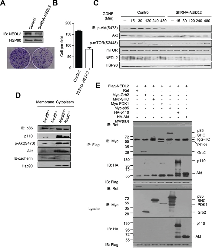 NEDL2 acts as a scaffold protein to promote GDNF-stimulated Akt activation.