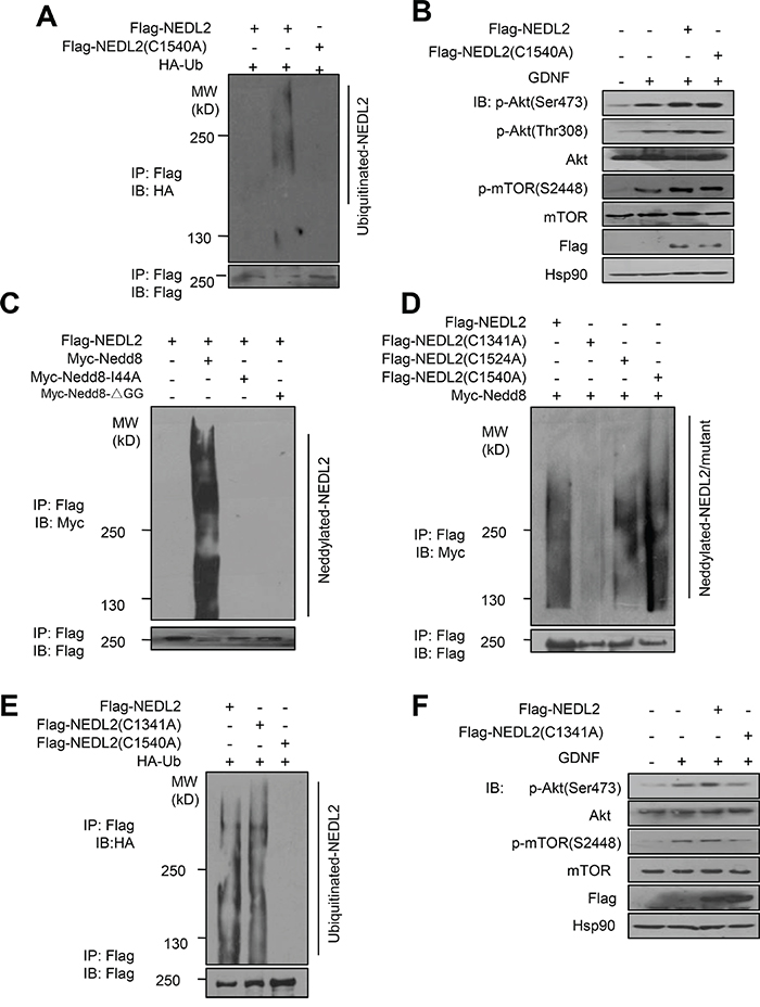 NEDL2 regulates GDNF/Ret/Akt pathway in a Nedd8 ligase-dependent manner.