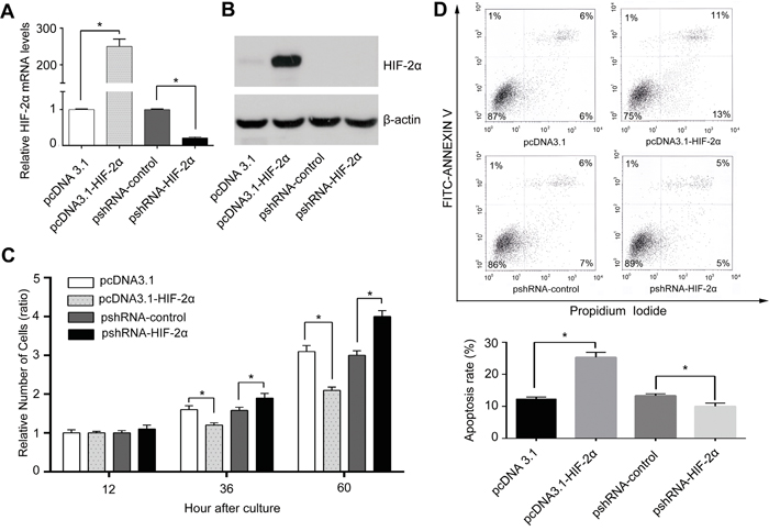 HIF-2&#x03B1; inhibited HCC cell proliferation mainly through inducing apoptosis in vitro.