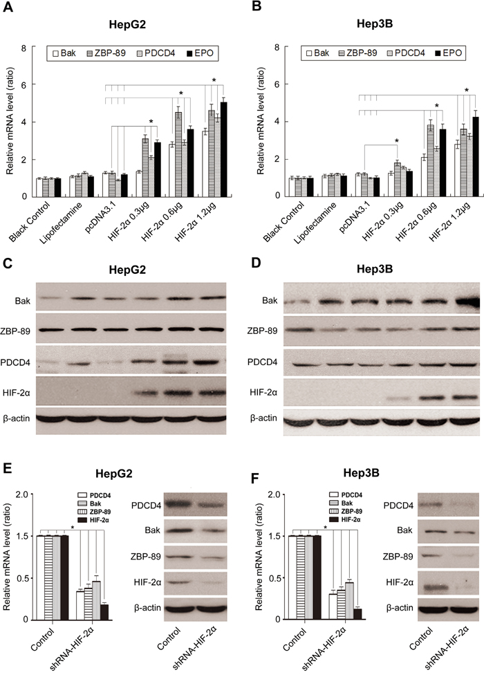 Effects of HIF-2&#x03B1; on the expression of Bak, ZBP-89, PDCD4 and erythropoietin (EPO) in HCC cells.