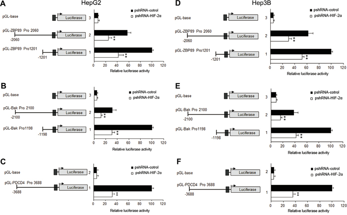 Effects of HIF-2&#x03B1; shRNA on the promoter activities of PDCD4, Bak, ZBP-89 in HepG2 and Hep3B cells.