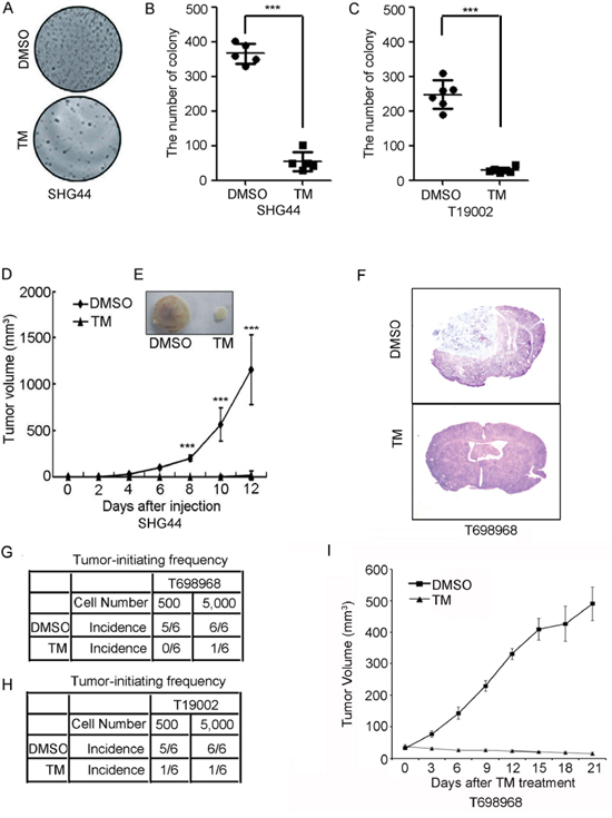 Tunicamycin inhibits the tumorigenic potential of GICs.