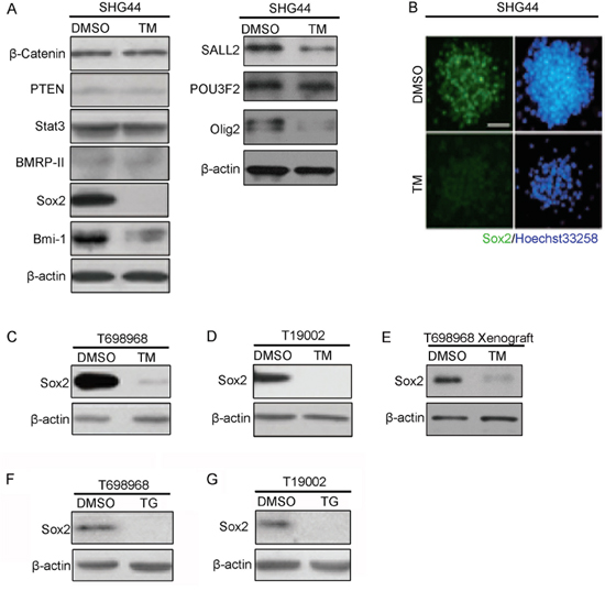 Tunicamycin inhibits the expression of transcription factor Sox2.