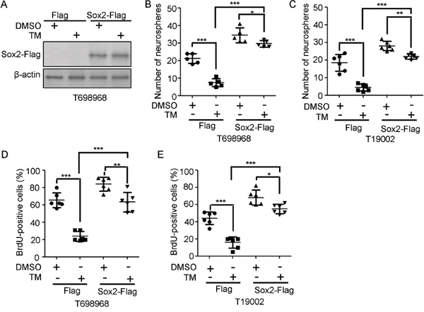 Sox2 overexpression partly abrogates the reduction in GIC self-renewal induced by tunicamycin.