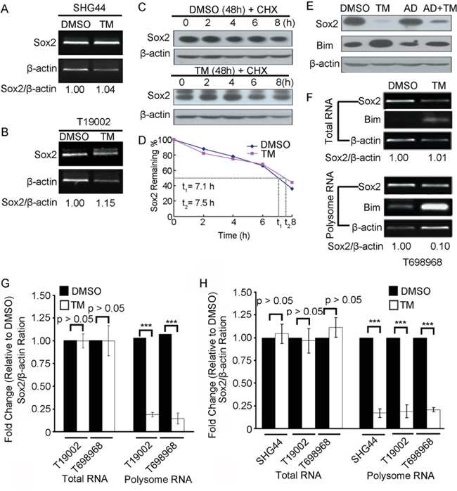 Tunicamycin reduces Sox2 expression at translation level.