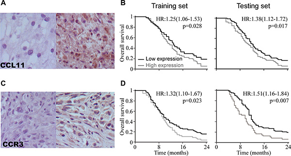 CCL11 and CCR3 were prognostic biomarkers for overall survival in GBM patients.