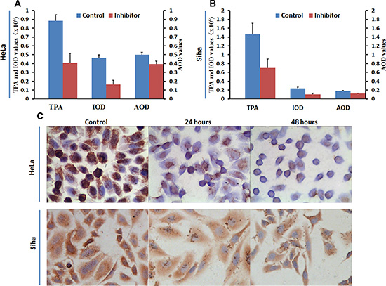 Influence of inhibitor No. 16 on HPA protein levels in HeLa and Siha cells.