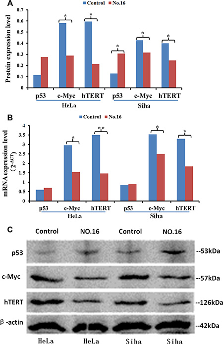 The effect of inhibitor No. 16 on p53, c-Myc, and hTERT levels in cervical cancer cells
