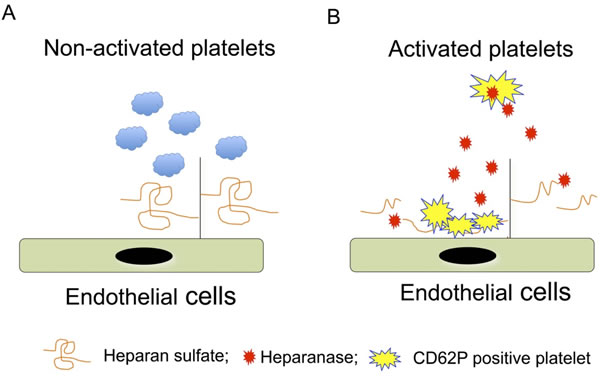 Illustration of the molecular mechanism of heparanase-mediated platelet adhesion.
