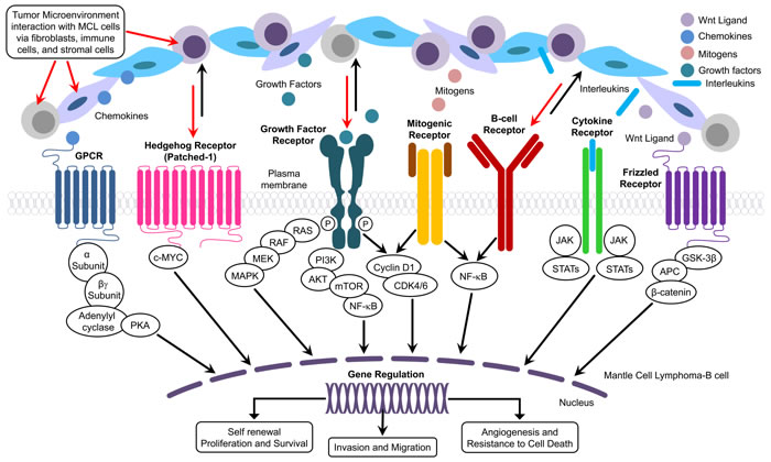 Figure describing the details of the interaction between components of TME and pathological pathways involved with MCL.