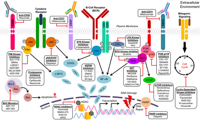 Figure describing the molecular targets of therapeutic agents used for MCL.