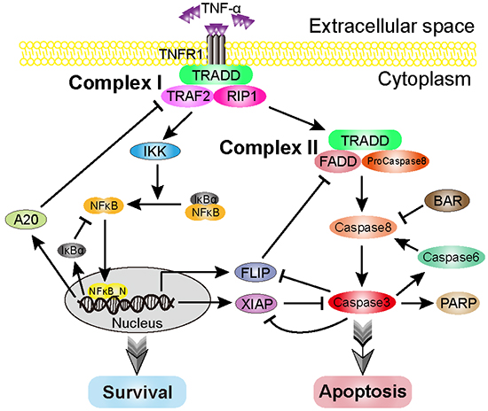 Schematic representation of the TNF-&#x03B1;-mediated cell-fate decision network.