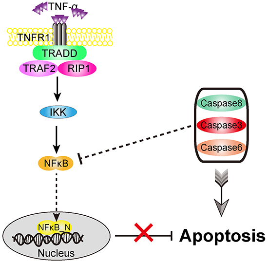 Proposed role of apoptosis versus survival modules in the signaling network.