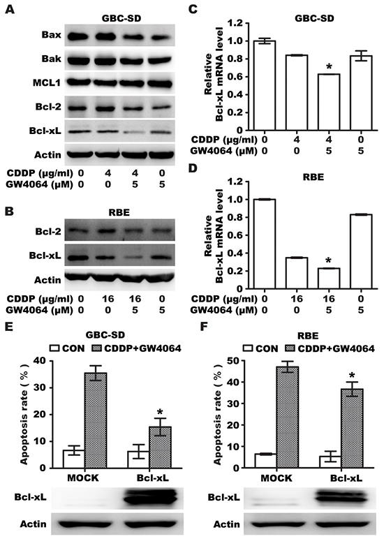 FXR agonist GW4064/CDDP co-treatment additively inhibits Bcl-xl expression.