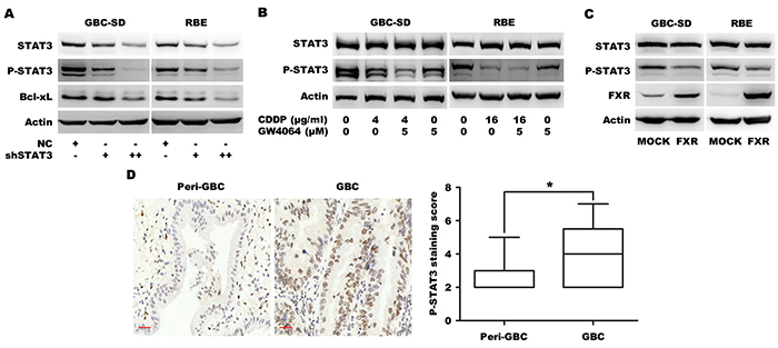 FXR agonist GW4064/CDDP co-treatment additively inhibits STAT3 phosphorylation.