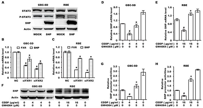 FXR agonist GW4064 could reverse CDDP-induced inhibition of SHP expression.