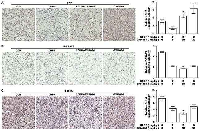 The effect of FXR agonist/CDDP co-treatment on SHP-STAT3-Bcl-xL signaling in vivo.