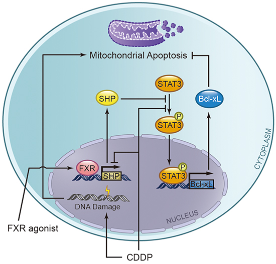 A hypothetical schematic representation of the effects of the combination of cisplatin (CDDP) plus FXR agonist on biliary tract cancer cells.