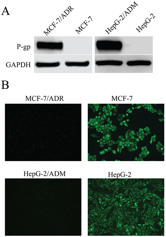 P-glycoprotein (P-gp) expression in MCF-7/ADR and HepG-2/ADM cells in comparison to corresponding parental cell lines, MCF-7 and HepG-2.