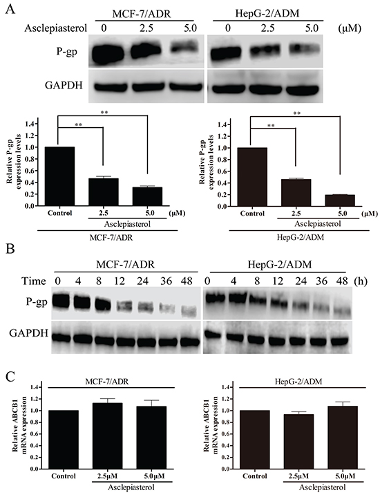 The effect of asclepiasterol on P-gp protein and MDR1 mRNA expression in MDR cells.