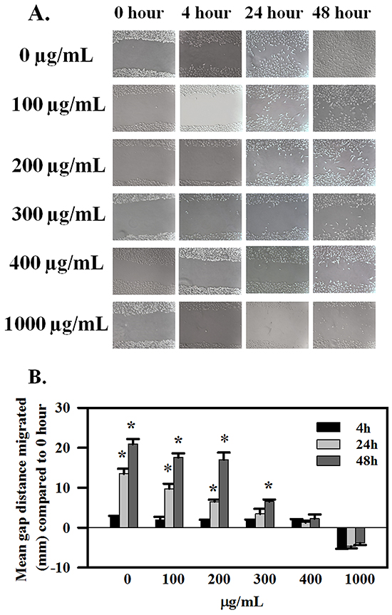 AE inhibits wound-healing in ovarian cancer cells in a time- and dose-dependent manner.