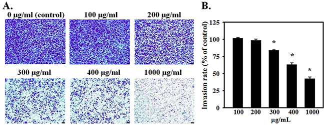 AE suppresses the invasiveness of ovarian cancer cells in a dose-dependent manner.