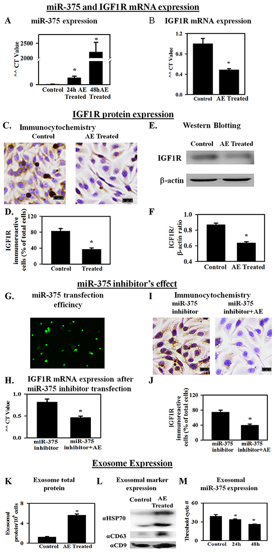 AE increases the expression of miR-375 in ovarian cancer cells as well as in exosomes in the medium.
