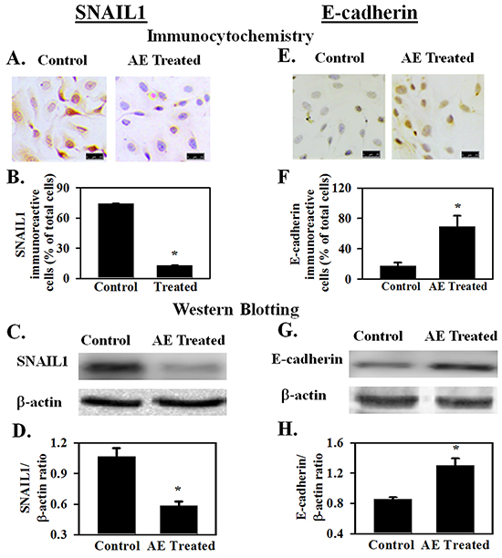 AE downregulates the expression of SNAIL1 and increases the expression of E-cadherin in SKOV3 cells.