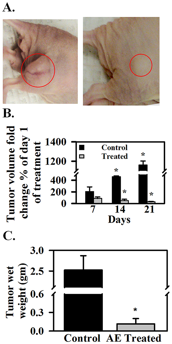 AE reduces SKOV3 xenograft tumor growth in athymic nude mice.
