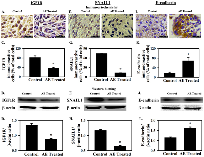 AE downregulates IGF1R and SNAIL1 protein expression and increases E-cadherin protein expression in SKOV3 xenograft tumors.