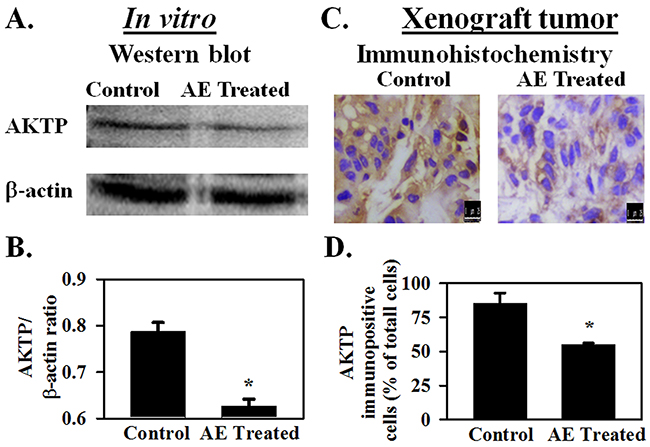 AE inhibits AKTP protein expression in ovarian cancer cells.