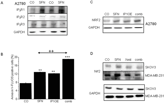 IP3Rs are involved in increased NRF2 expression due to SFN (20&#x03BC;M) treatment in A2780, SKOV3 and MDA-MB-231 cells.