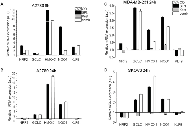 Changes in mRNA levels of NRF2 and the downstream genes GCLC, HMOX1, NQO1, and KLF9, after 6 and 24 hours of SFN treatment.