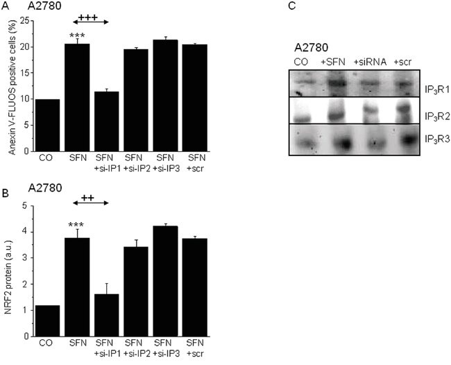 Involvement of the IP3R1, but not IP3R2 or IP3R3 in the SFN (20&#x03BC;M) induced apoptosis (A) and NRF2 protein increase (B).