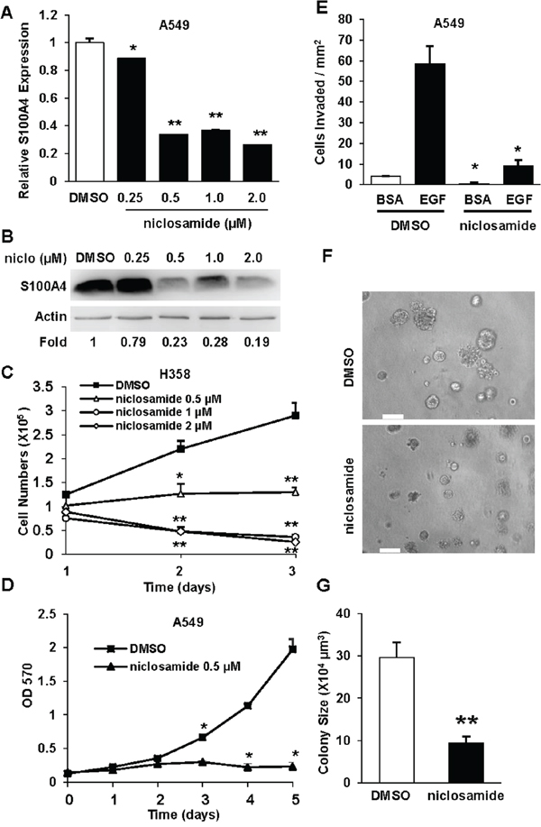 Niclosamide decreases S100A4 expression, lung cancer cell proliferation, invasion and invasive growth.