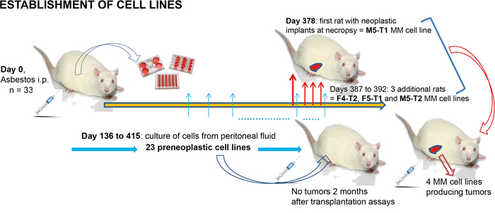 Establishment of the preneoplastic and neoplastic cell lines in F344 rats.