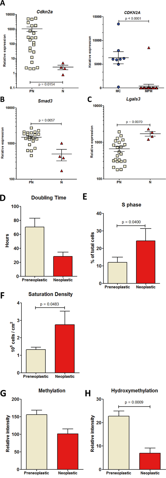 RT-PCR analysis of the relative expression of genes discriminating preneoplastic and neoplastic rat mesothelial cell lines.