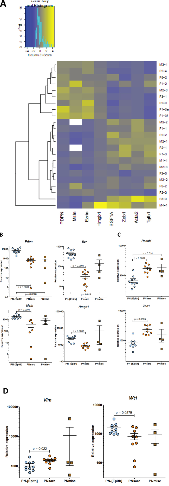 RT-PCR analysis of the expression of genes discriminating the different groups of preneoplastic rat mesothelial cell lines.