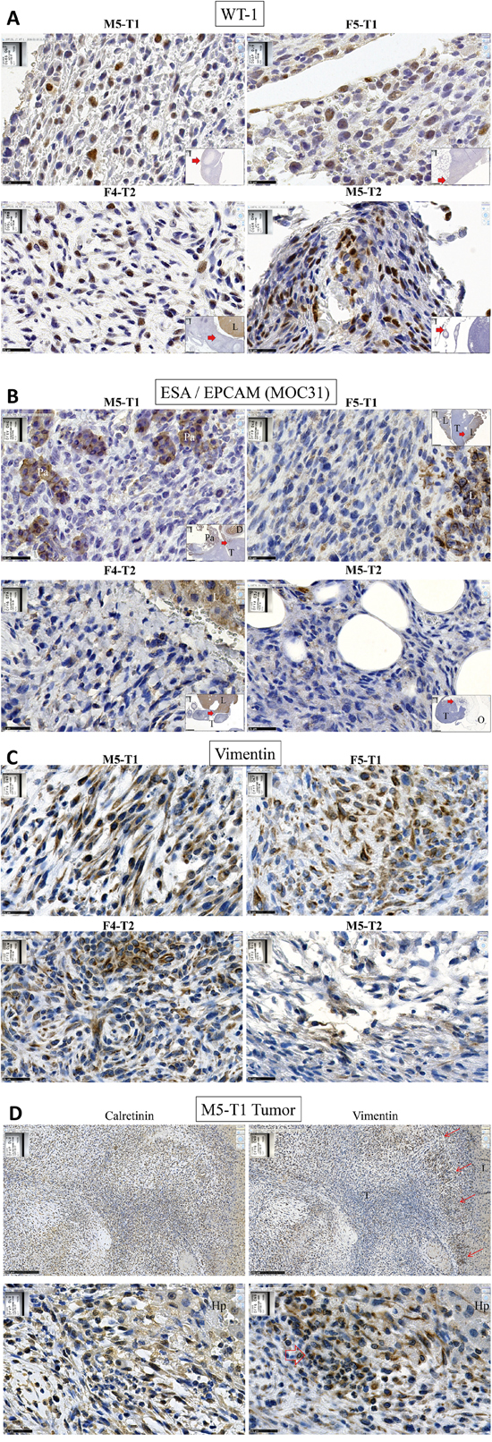 Immunohistochemical characterization of rat mesotheliomas.