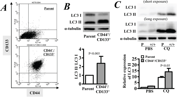 Autophagy activity in CD44&#x002B;/CD133&#x002B; cancer stem cells.