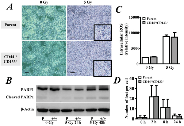 Radiation-induced cell damage.